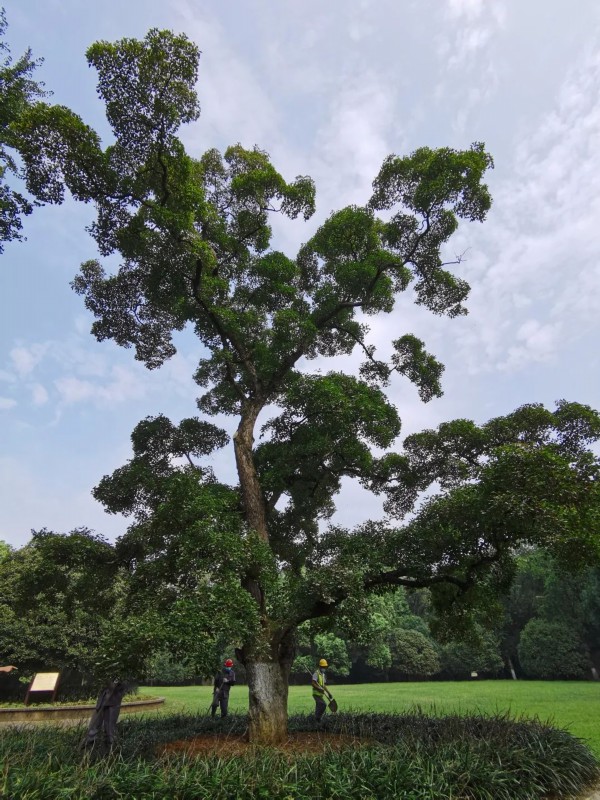 南京市绿化园林局多措并举守护古树长青(图6)