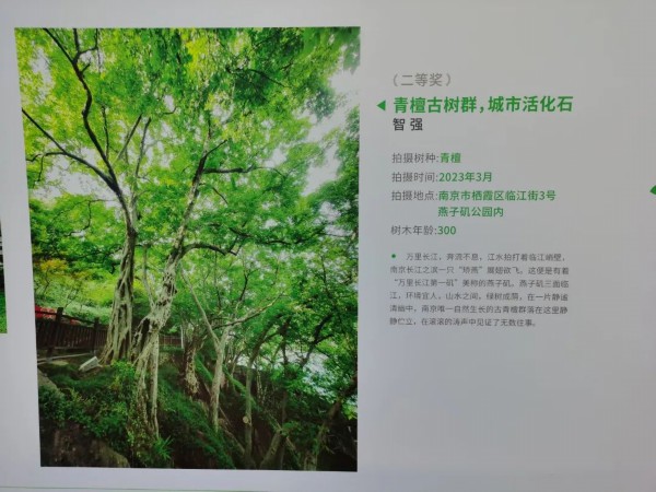 南京市绿化园林局多措并举守护古树长青(图7)